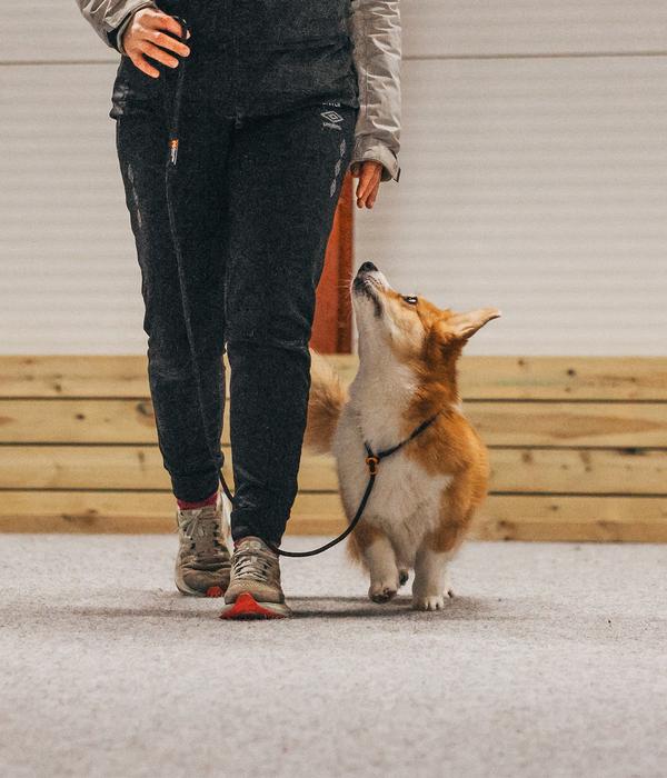 Non-stop dogwear Hundeleine Retriever leash,