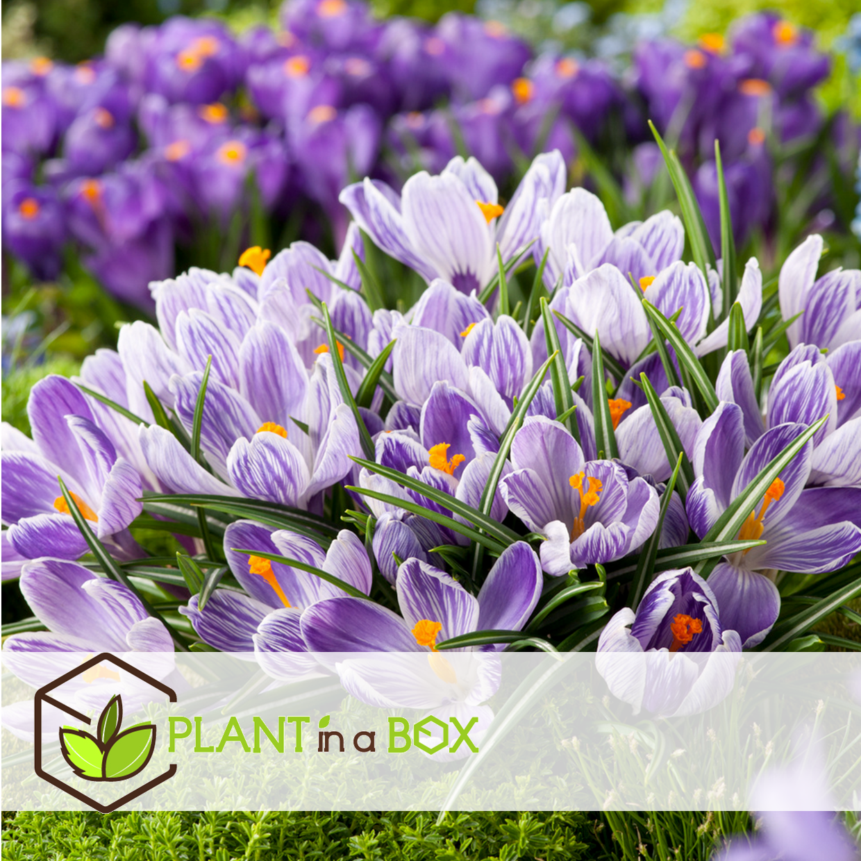 Crocus pickwick - bulbes à fleurs x30 - violet / jaune