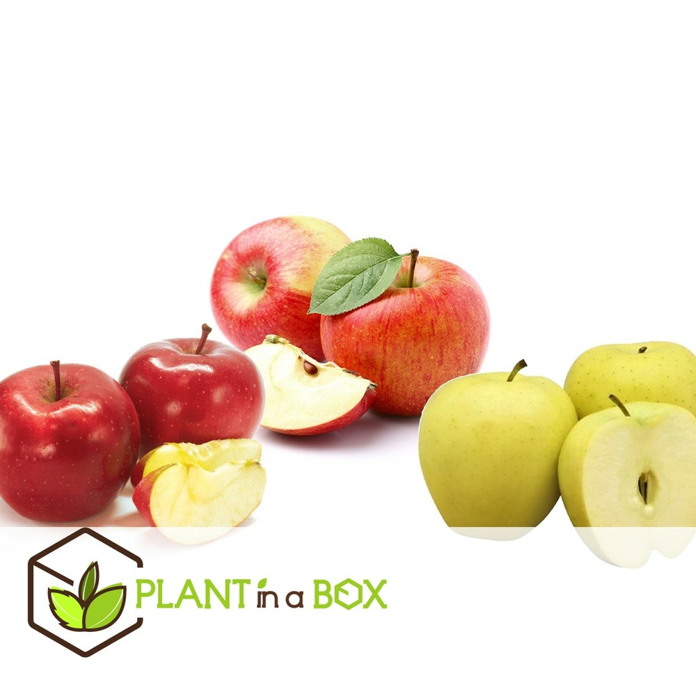 Malus - mélange de 6 - pommier - pilier - pot 9cm - hauteur 60-70cm