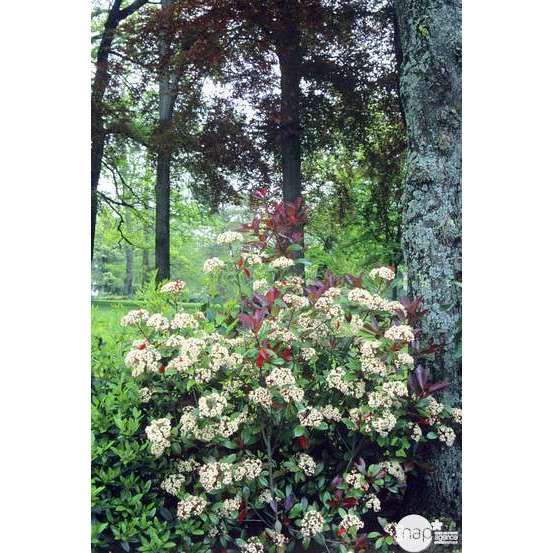 Photinia x fraseri ' Red Robin ' : ctr 2 litres