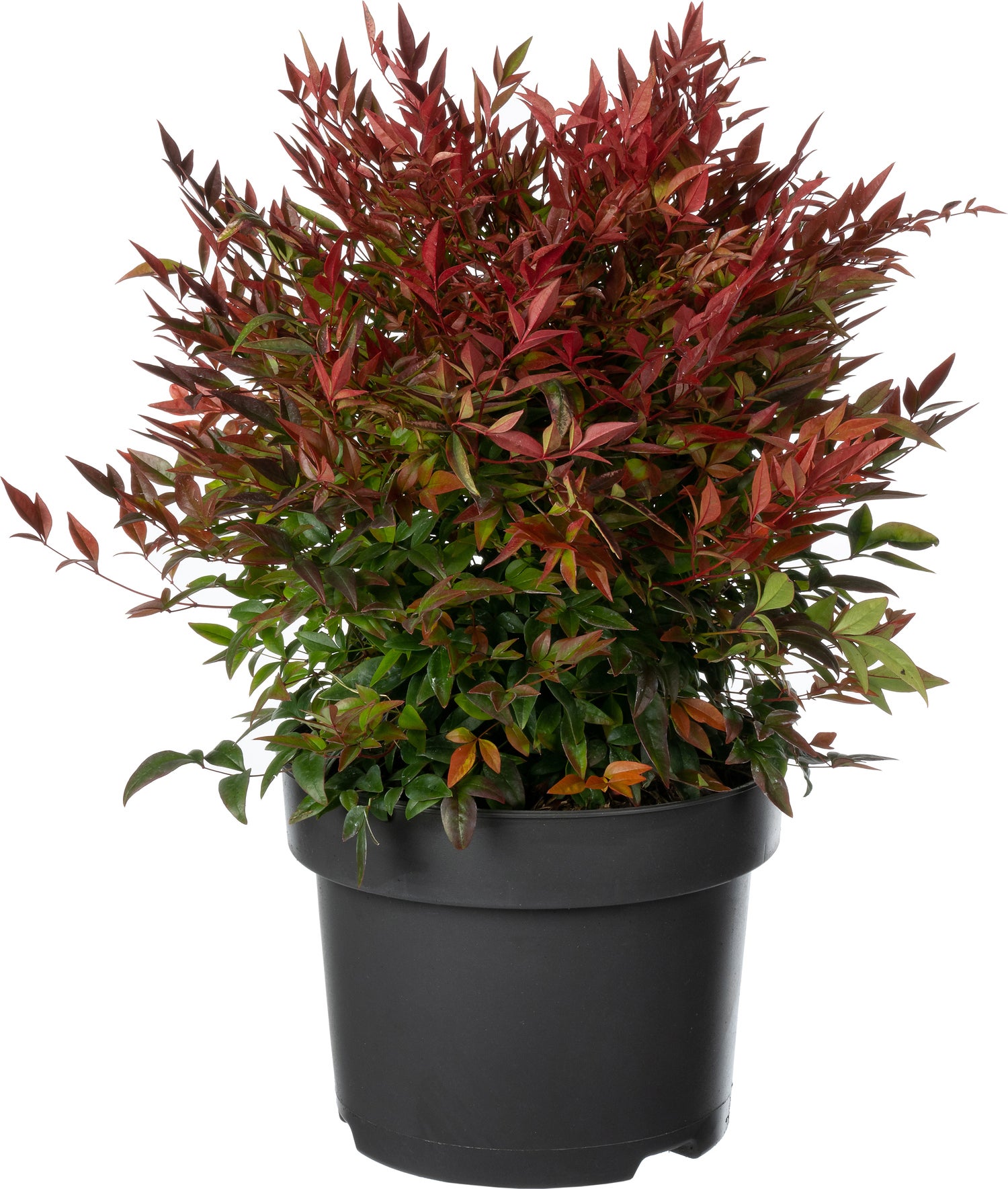 Hemelse Bamboe (Nandina domestica 'Gulfstream') D 23 H 40 cm