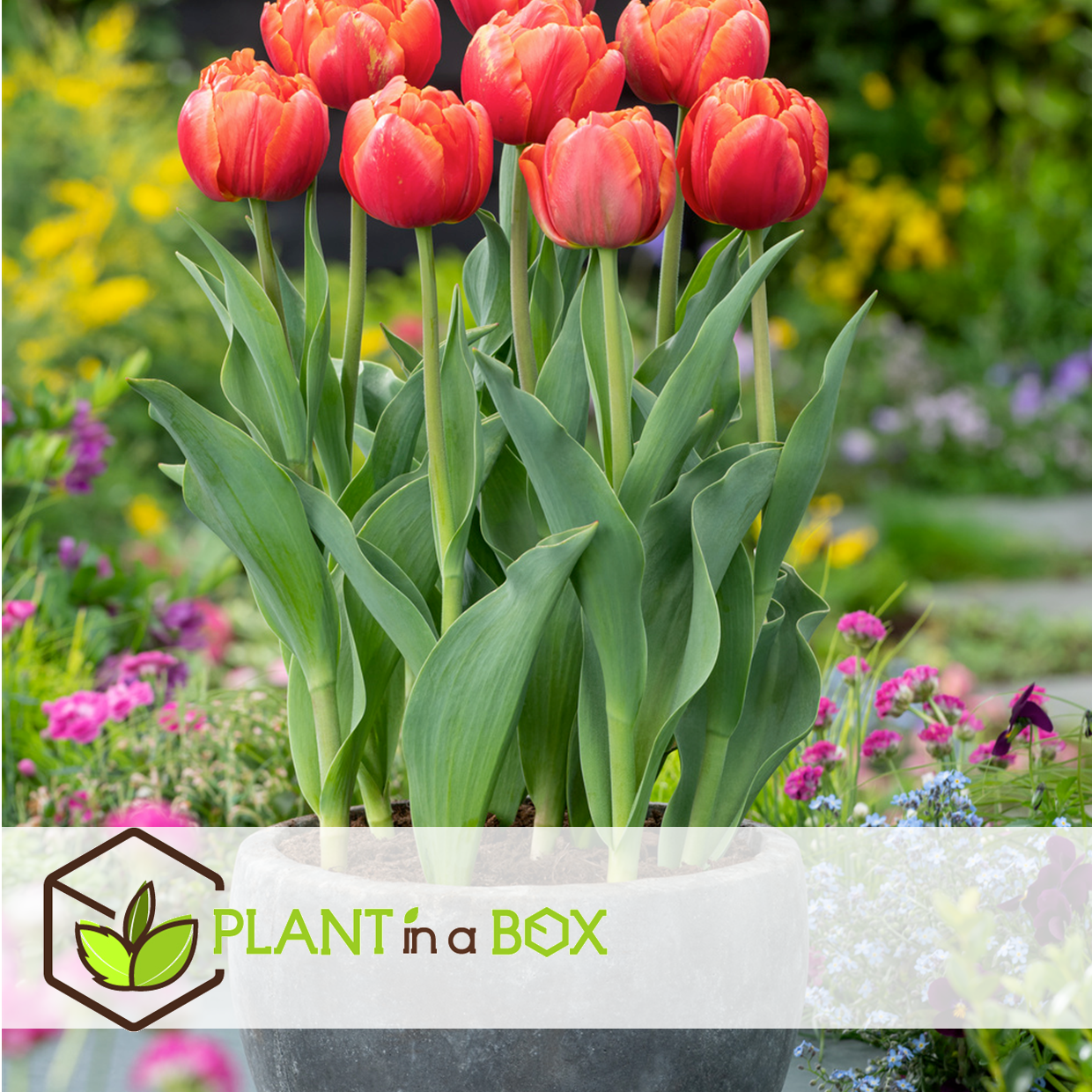 Tulipa icoon - bulbes à fleurs x14 - tulipe - rouge