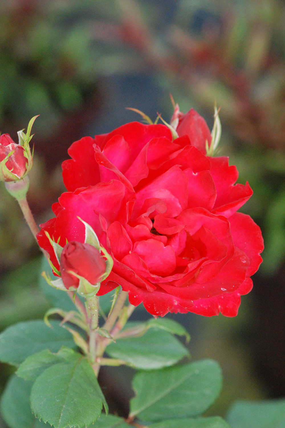 Rosier meilland 'cherry bonica' ? - 5l