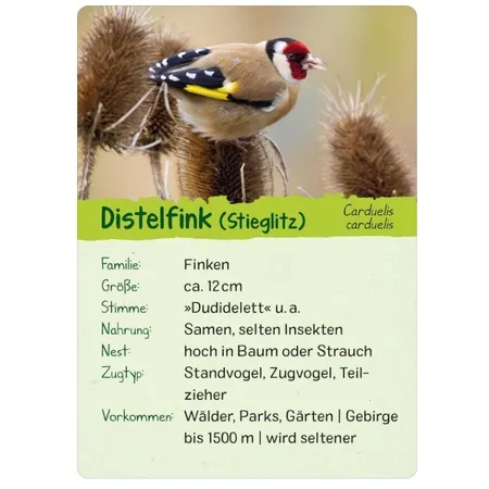 ars Edition Naturforscher Kids: Vögel (Karten )