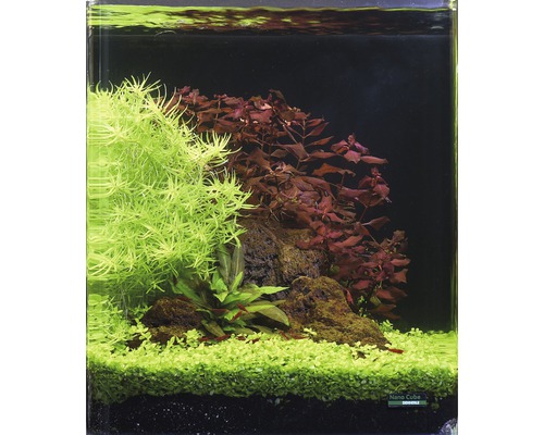 Aquarium waterplantenpakket XS 