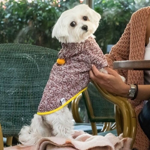 Jersey Chispa Pompón para cães, cor Borgonha
