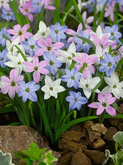 Ipheion uniflorum Vårstjerneblom miks