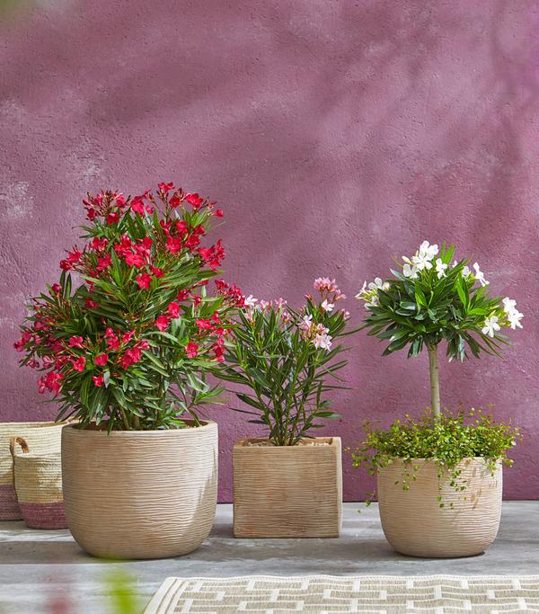 Oleander, Busch
