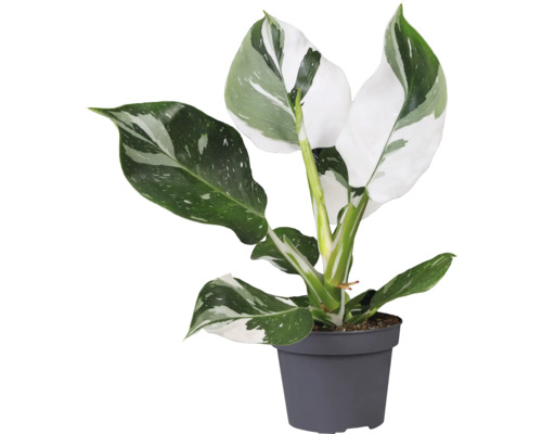 Boom Philodendron wit Mix FloraSelf soorten H 20-30 cm Ø 12 cm pot