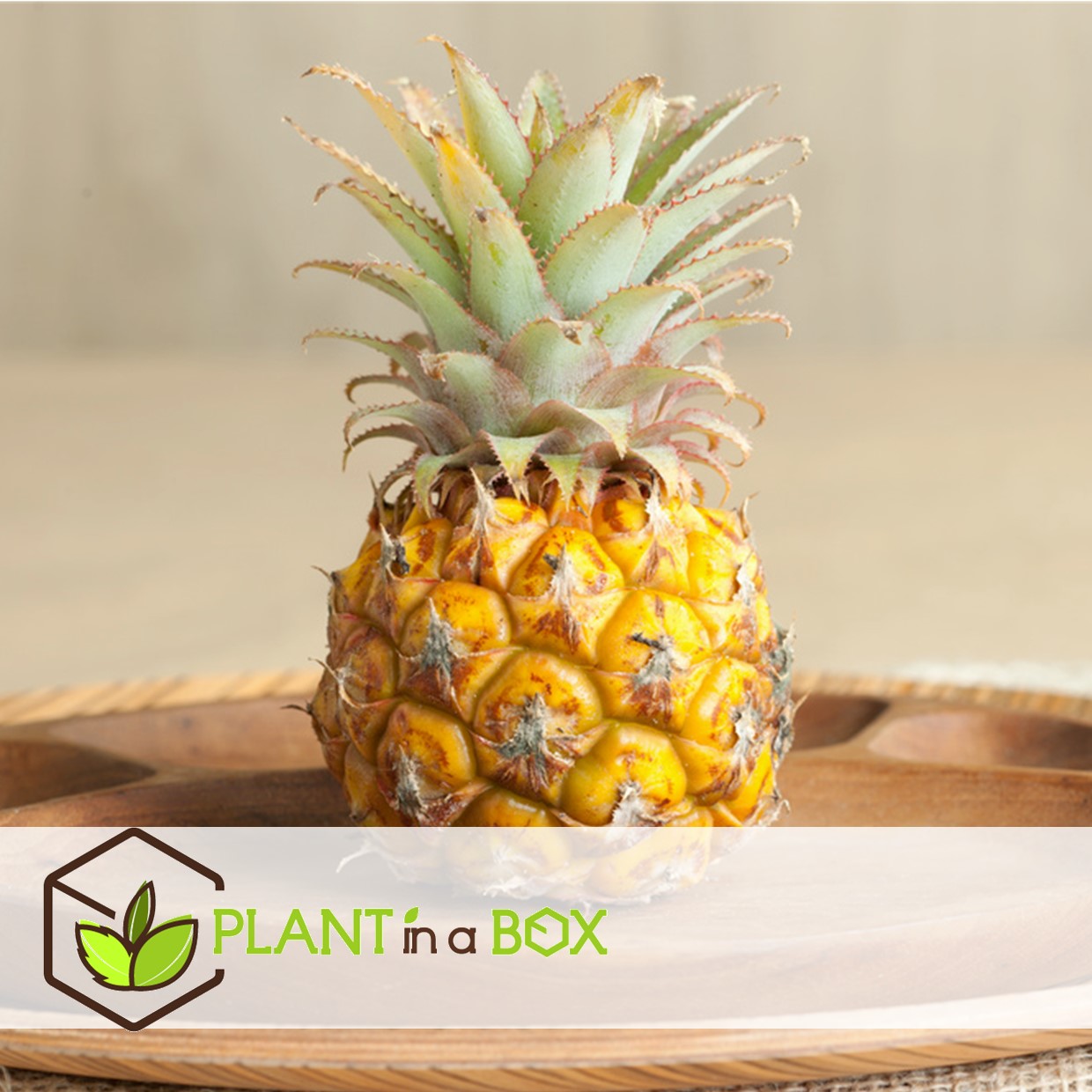 Plante ananas mi amigo - set de 2 - pots 12cm - hauteur 35-45cm