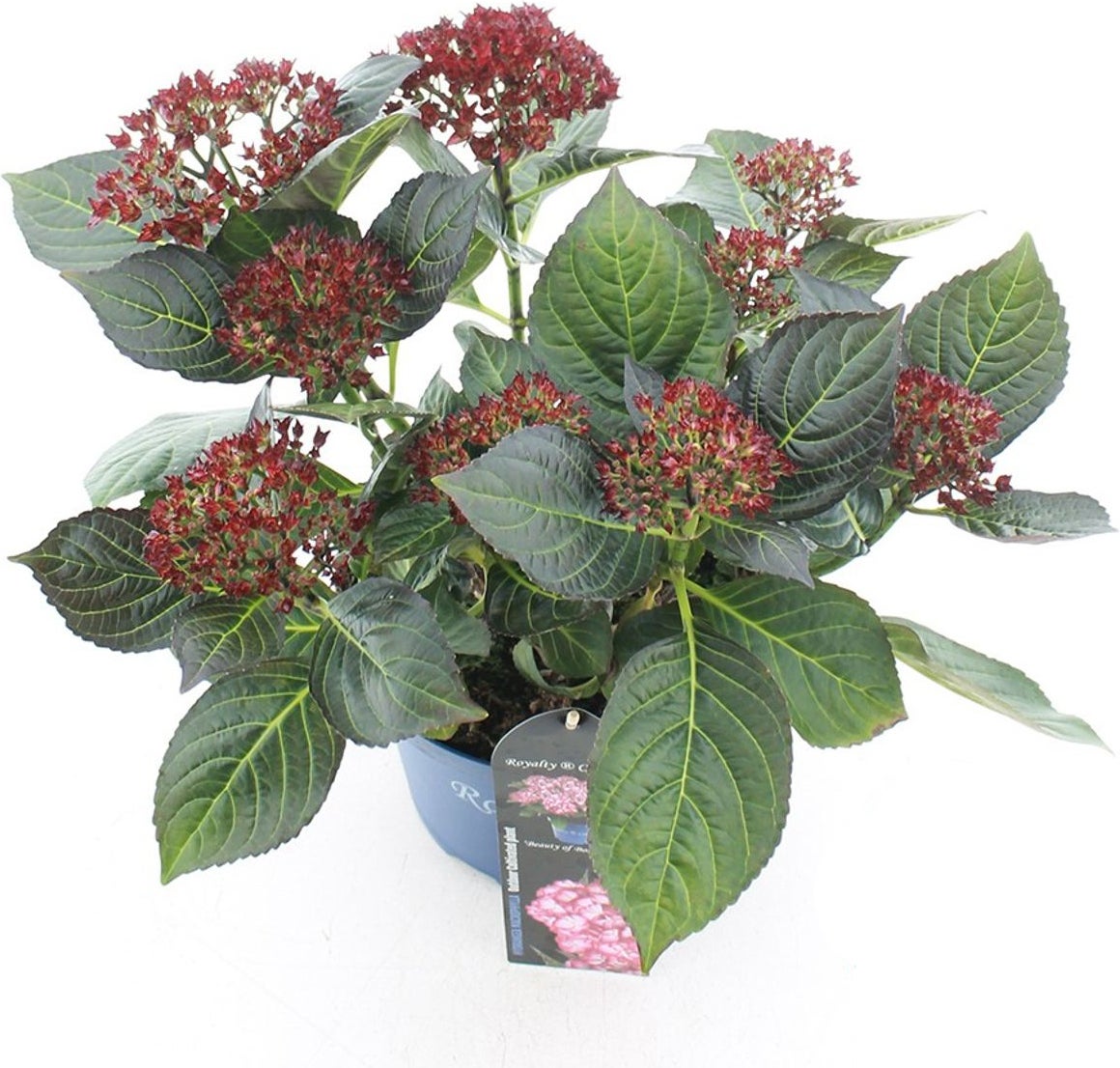 Hortensia (Hydrangea macrophylla 'RC Beauty of Boskoop') D 23 H 45 cm