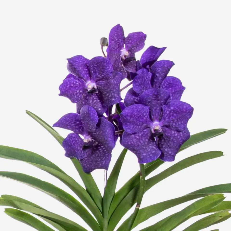 Blauwe orchidee L - Vanda 'Blue' - Hoogte 55-65cm