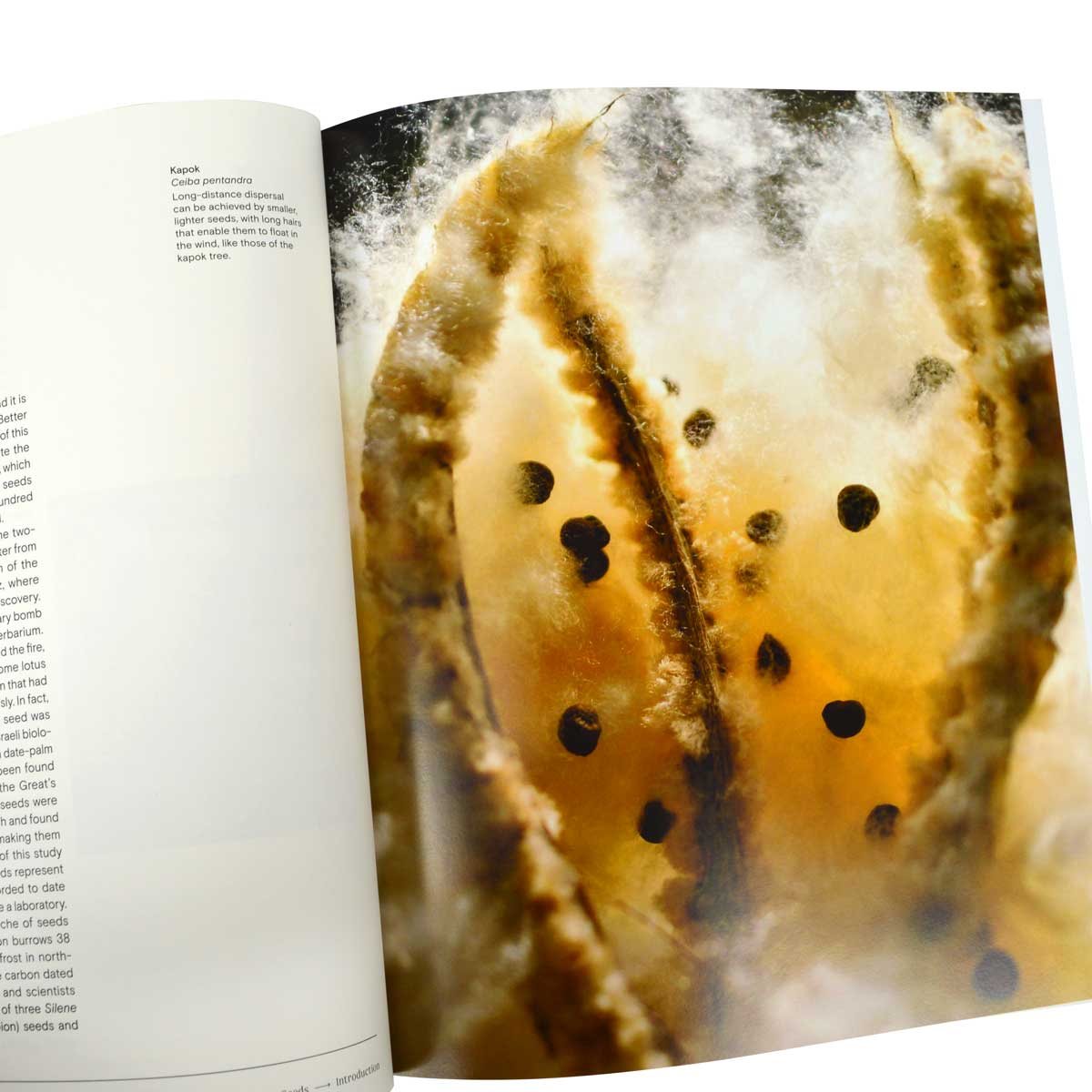 Trees: From Root to Leaf - A Financial Times Book of the Year (Hardback)