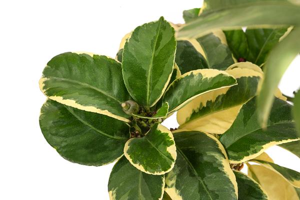 Weißbunte Zitrone 'Variegata'