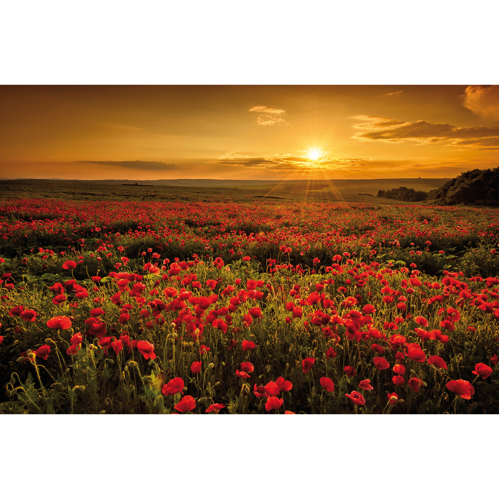 Keilrahmenbild MOHNBLUMEN - 118x78 cm