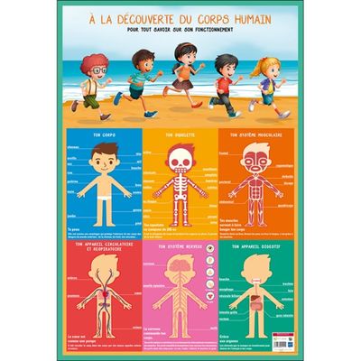 Bouchut - Poster pédagogique effaçable - 52 x 76 cm - Corps humain