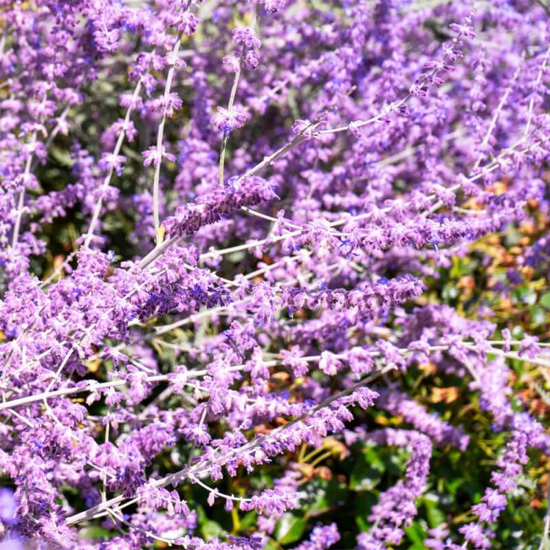 Lavande de russie 'blue spire' (perovskia atriplicifolia blue spire) - godet 9cm