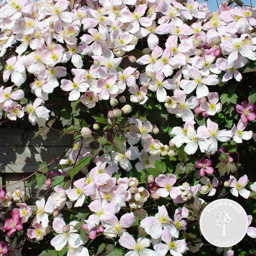 Clematis 'fenne' - liane forestière - plante grimpante - facile d'entretien - ⌀15 cm - ↕60-70 cm