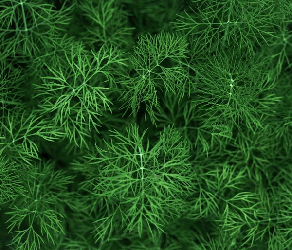 Dehner Bio-Saatgut Dill 'Blattreicher'
