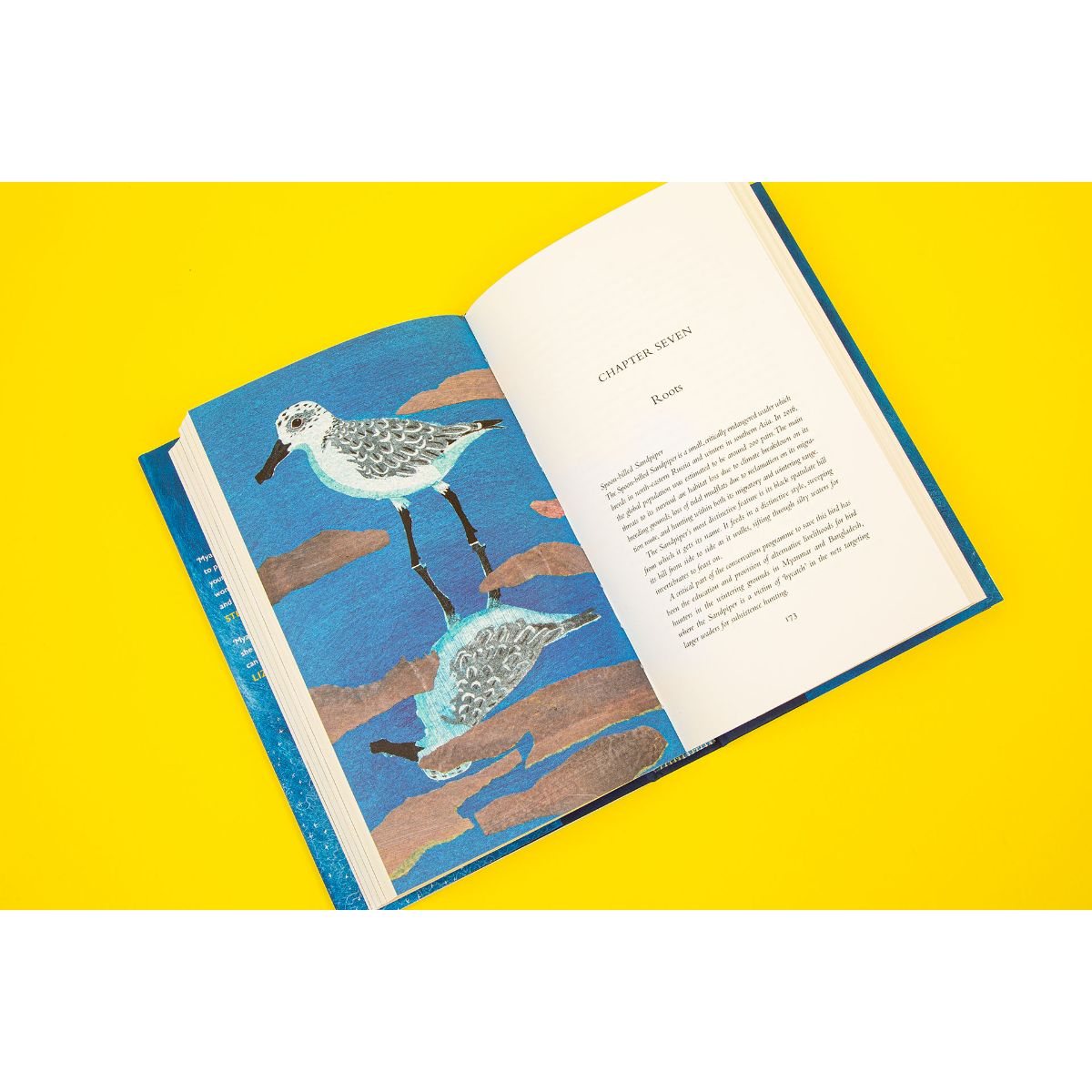 Birdgirl (Hardback)