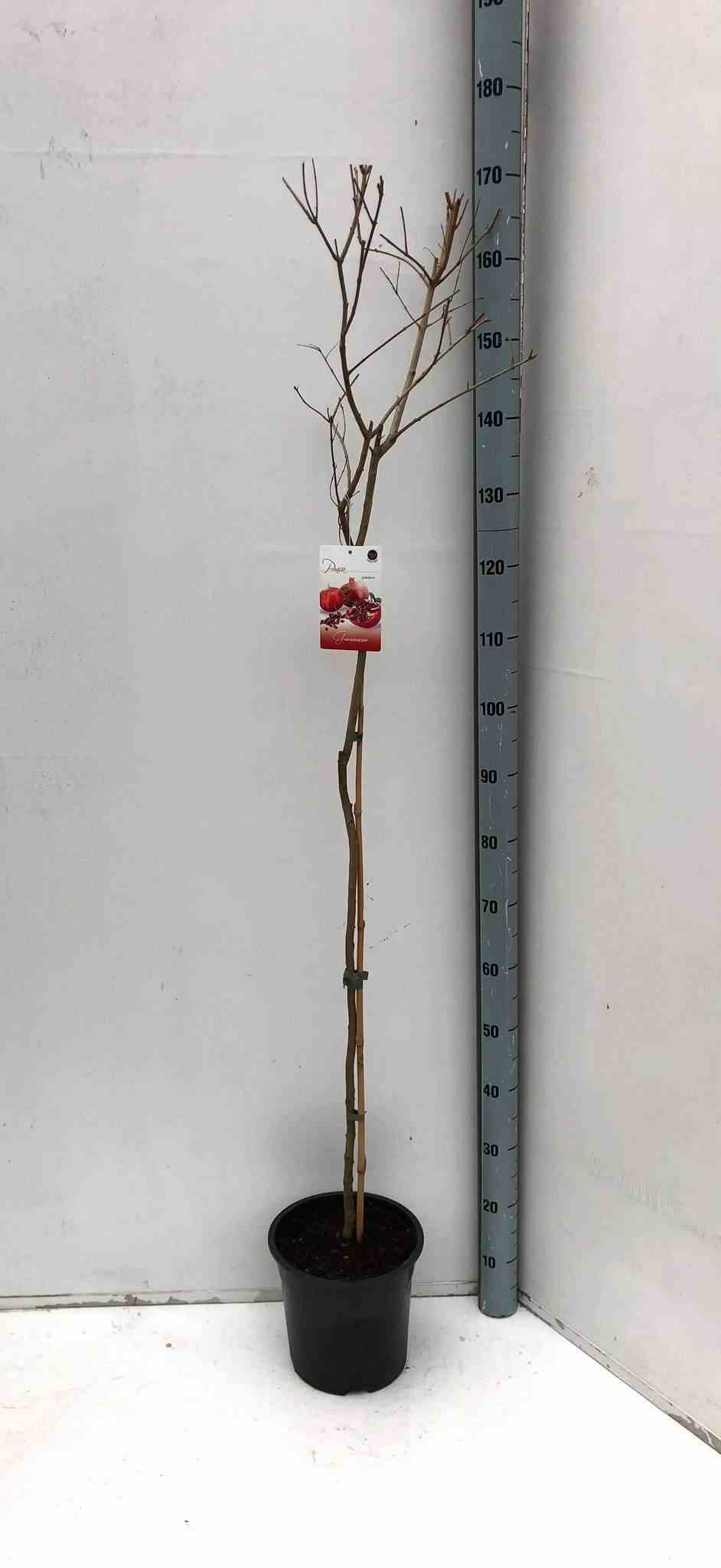 Punica granatum (grenadier à fruits) taille pot de 7 litres ? 100/120 cm - rouge