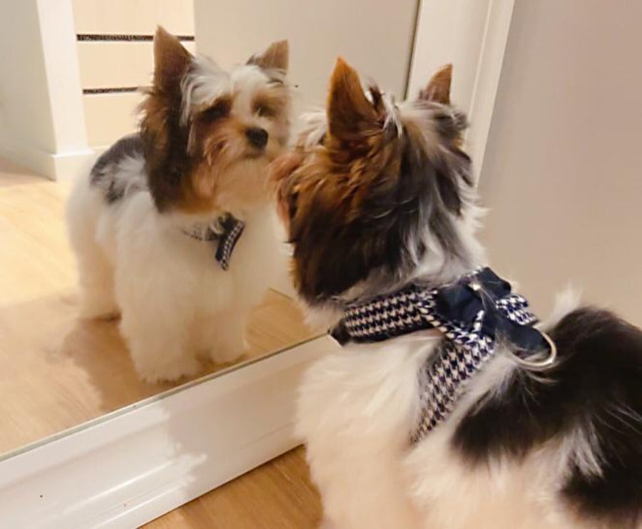 Coleira para cães Ideal Pets Gala Azul