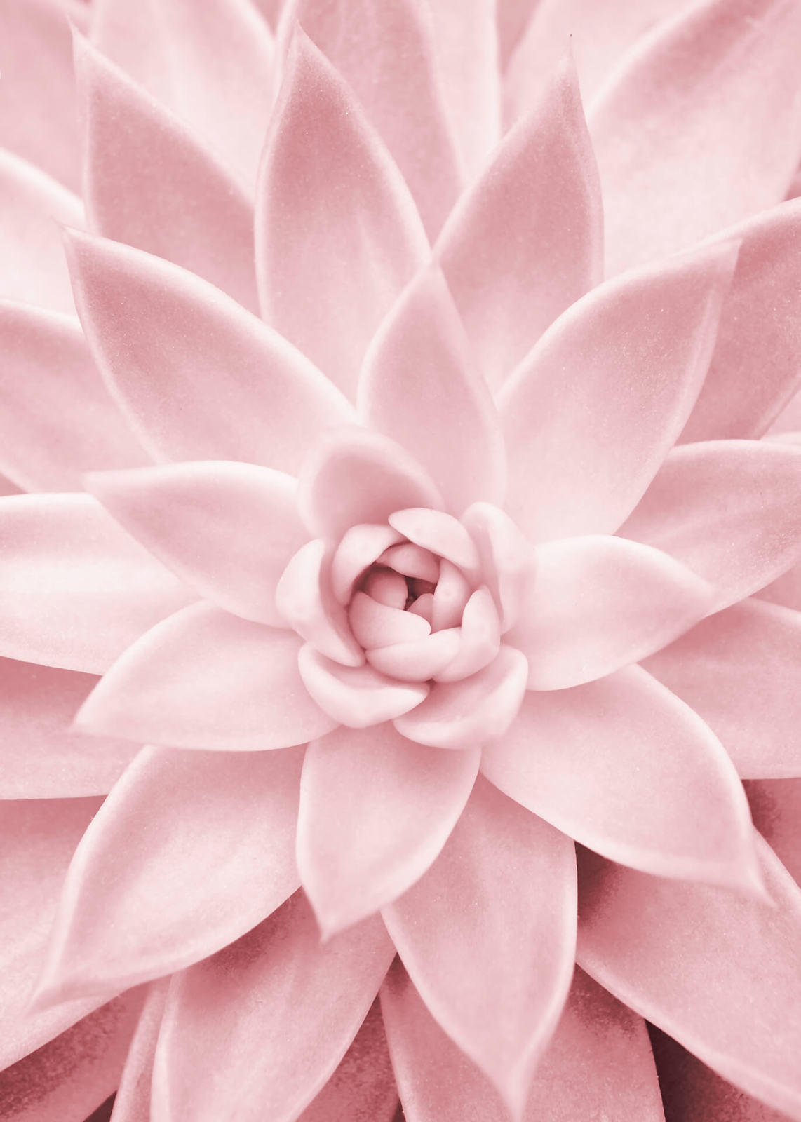 Leinwandbild SUKKULENTEN - rosé - 50x70 cm