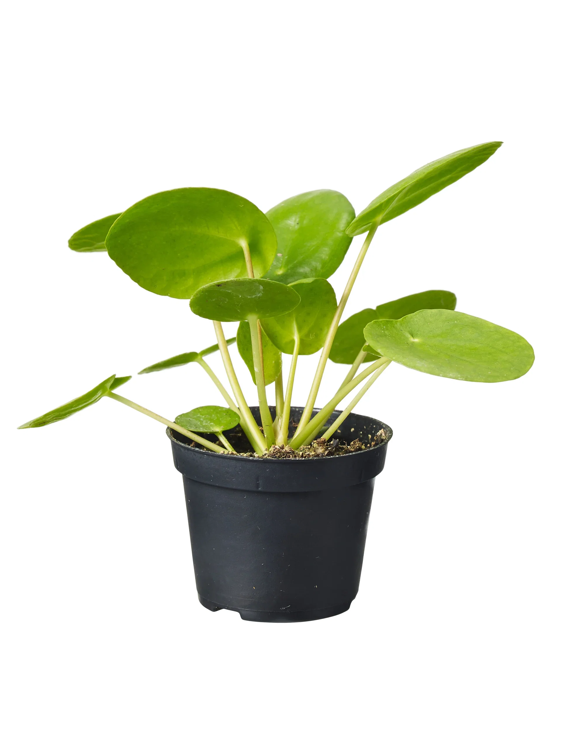 Pilea peperomioides Elefantøre mini Høyde 8 cm