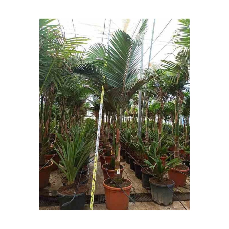 Archontophoenix alexandrae (palmier royal) rose - taille pot de 45l - 200/225cm