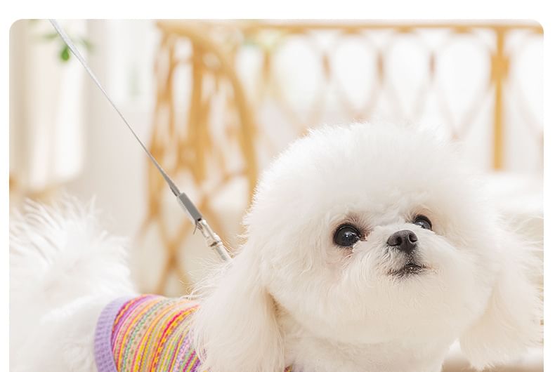 Cissilli - Gestreepte Pet Top