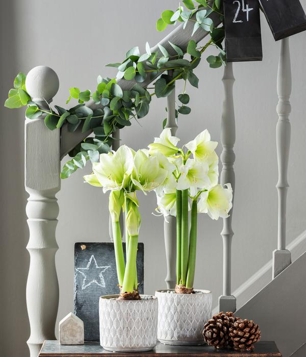 Amaryllis - Hippeastrum Hybride 'Alfresco'