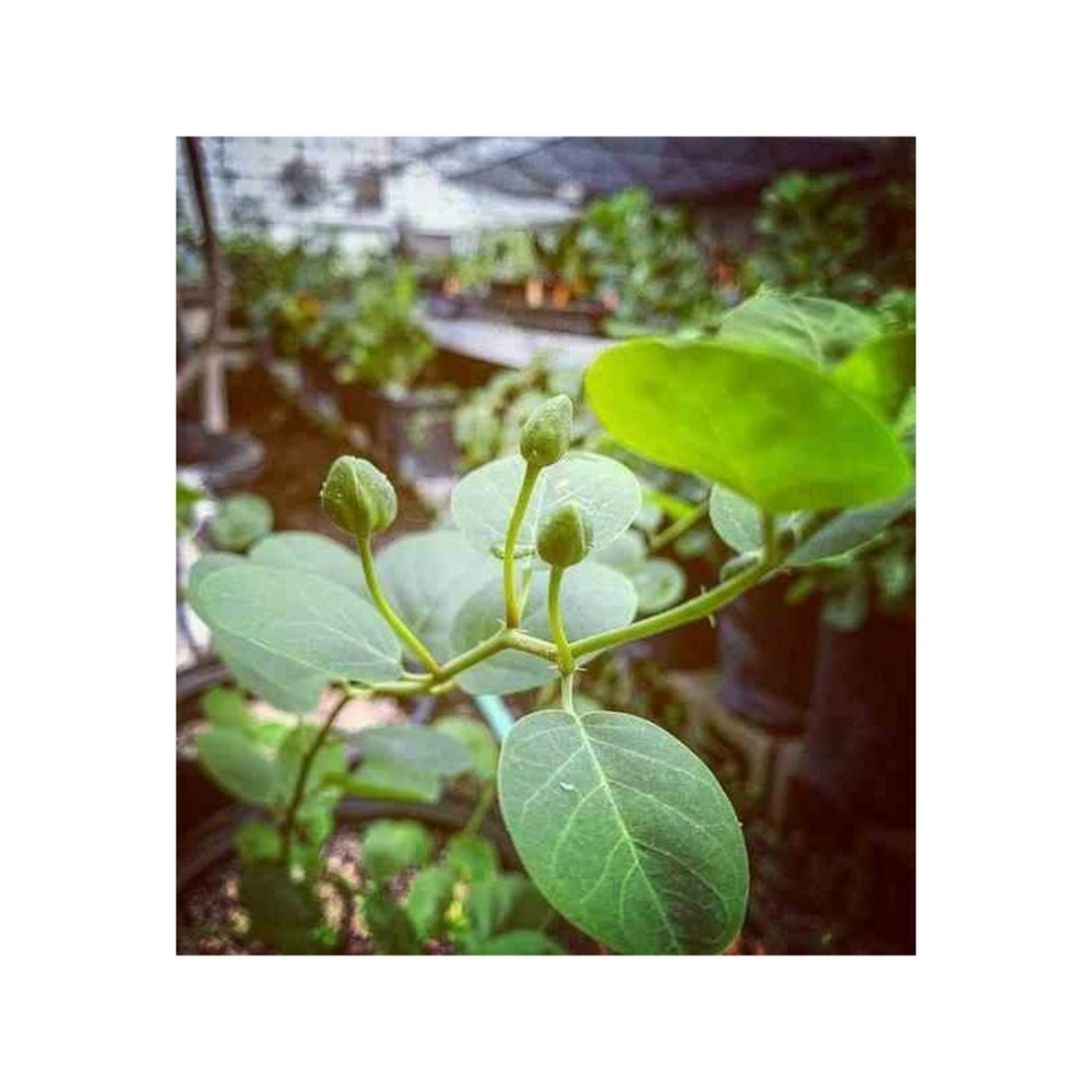 Capparis spinosa (caprier) blanc - taille pot de 2 litres ? 20/30 cm