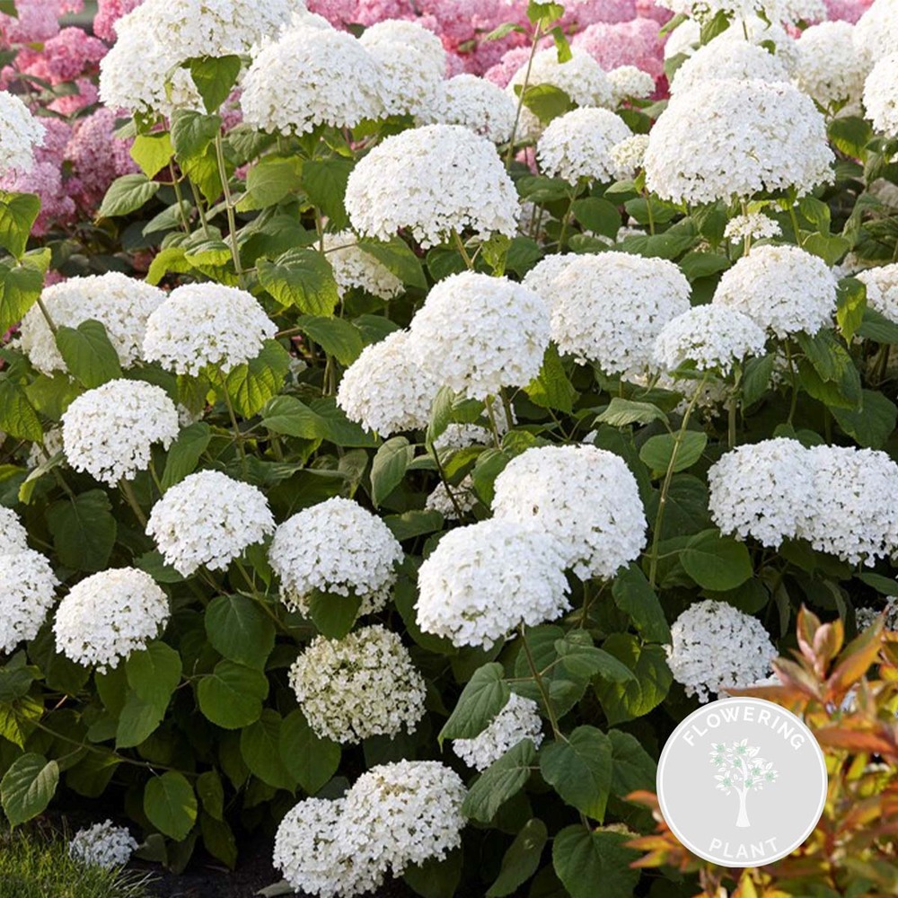 Hortensia 'strong annabelle' - hortensia - arbuste - rustique – ⌀19 cm - ↕40-50 cm
