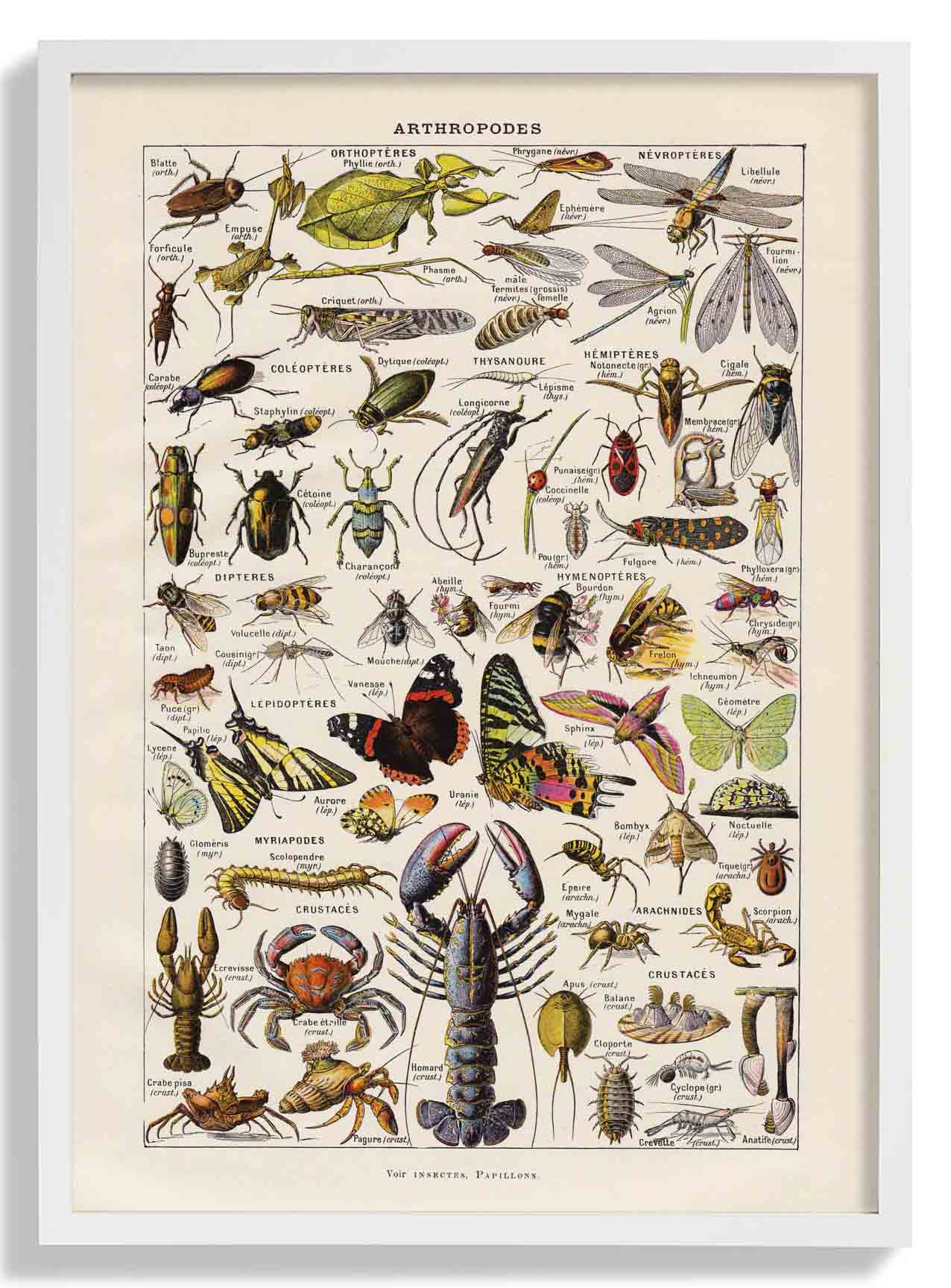 Arthropoden Larousse