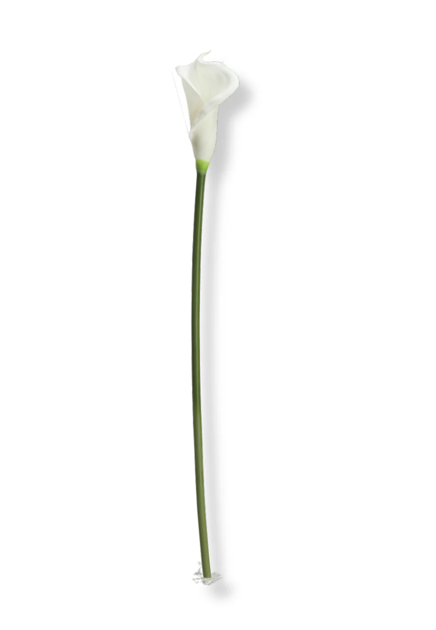 Botané  Calla Liljeblomst - hvid