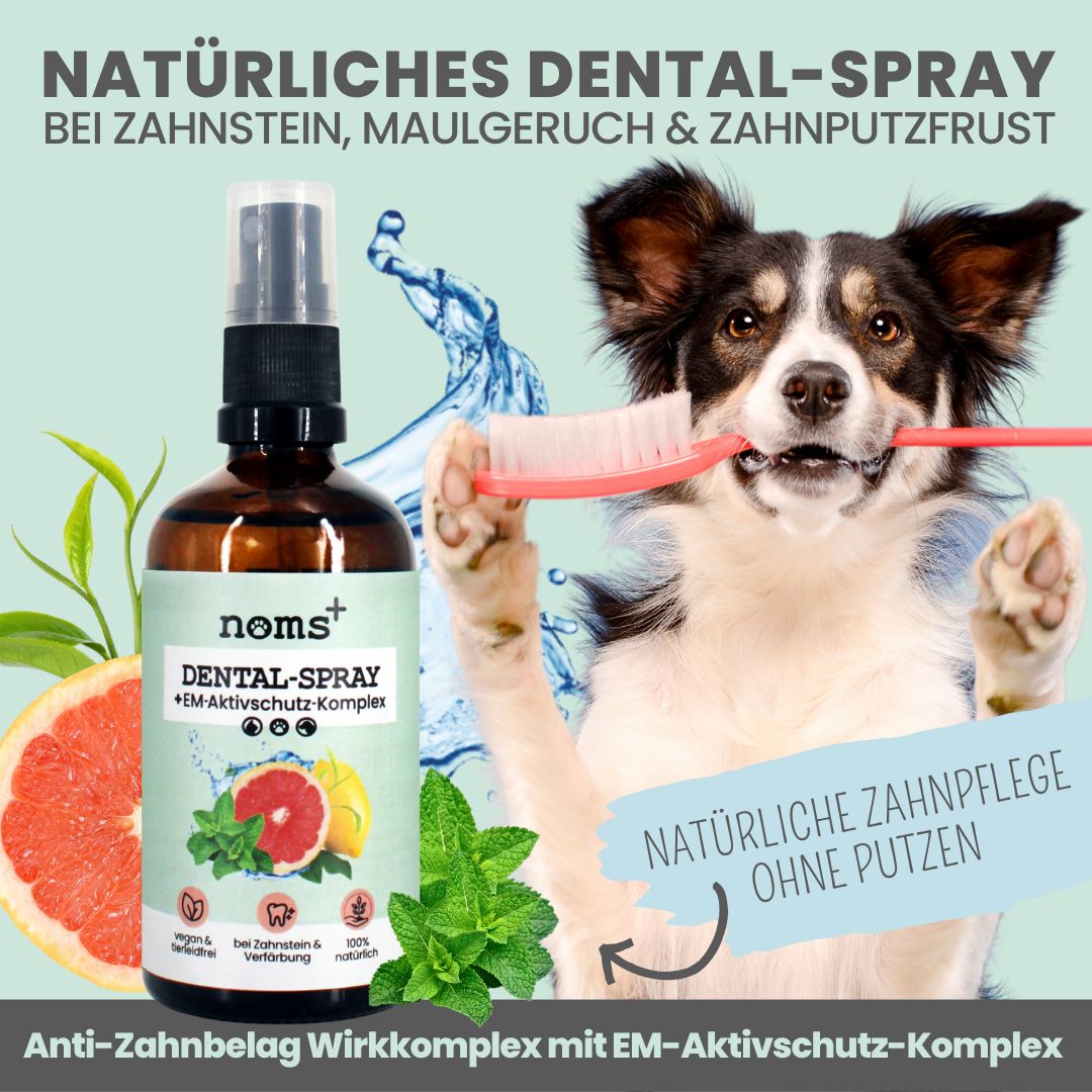 noms+ Dental-Spray bei Zahnstein für Hunde und Katzen [Jahresvorrat]