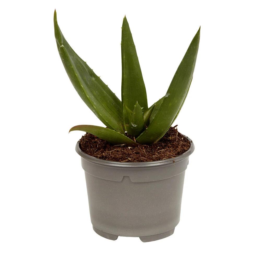 Plante naturelle succulente en pot Ø9xH20cm