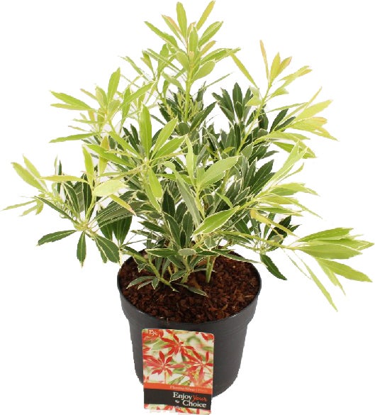 Rotsheide (Pieris japonica 'Flaming Silver') D 17 H 30 cm