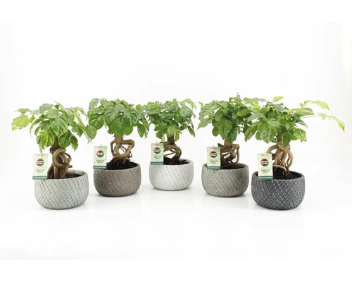 Kamer es FloraSelf Radermachera H ca. 40 cm Ø 16 cm Pot Classic