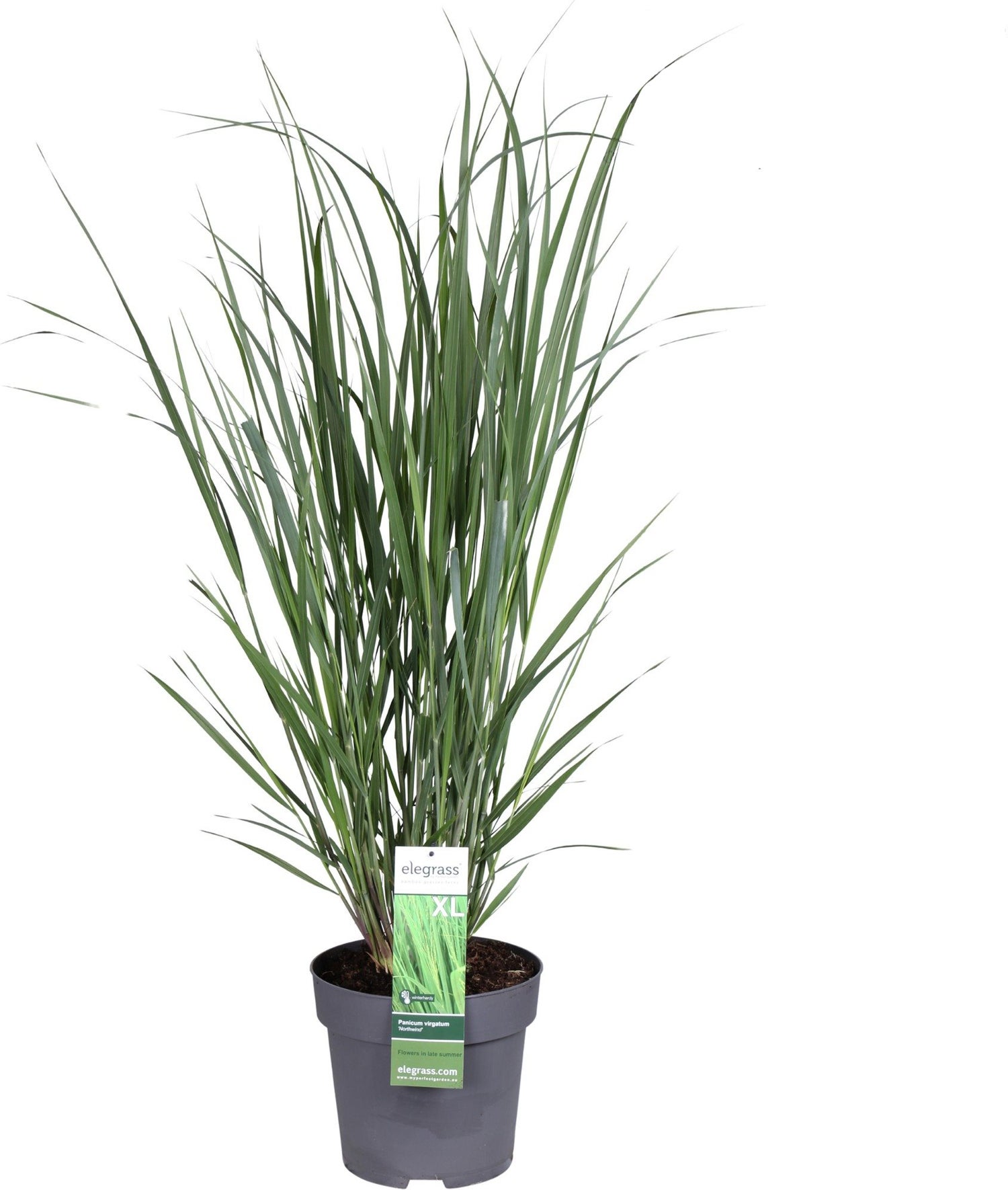 Vingergras (Panicum virgatum 'Northwind') D 9 H 15 cm