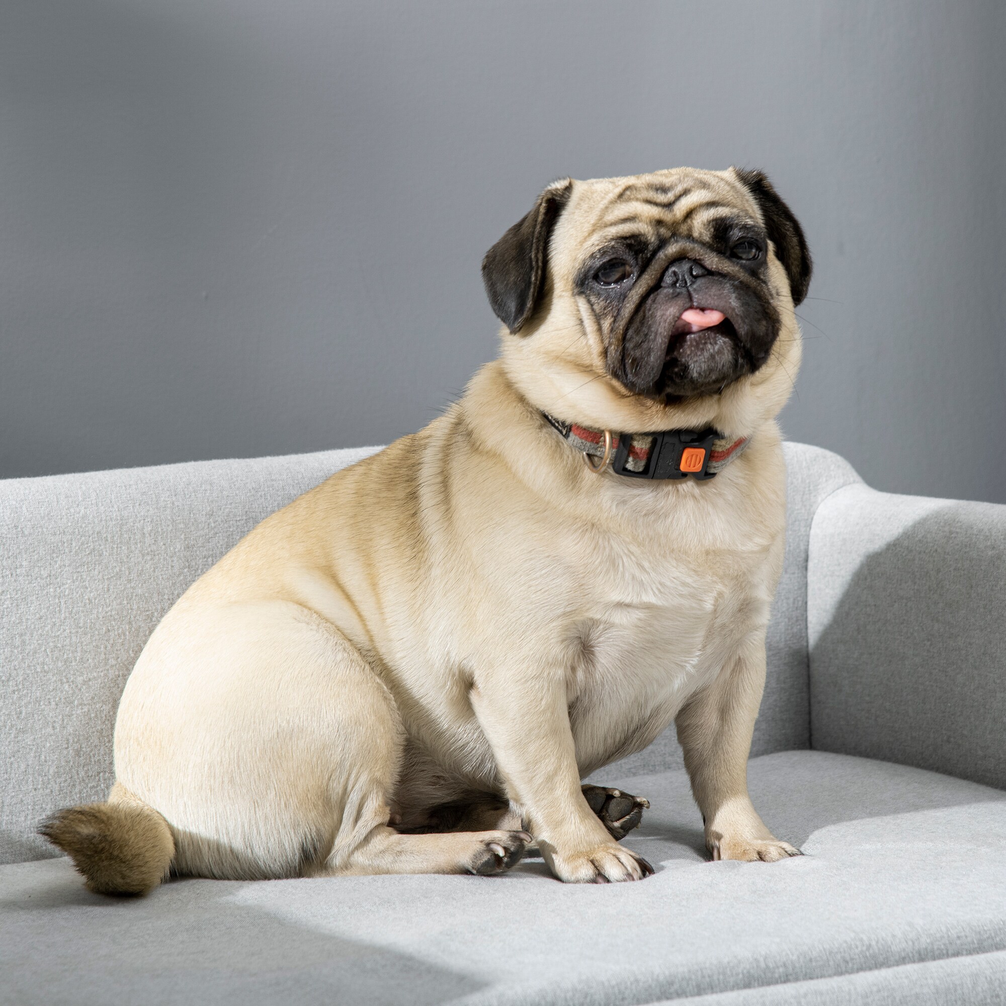 PawHut Hundesofa mit kuschligem Stoffbezug hellgrau 82 x 54 x 36 cm (BxTxH)