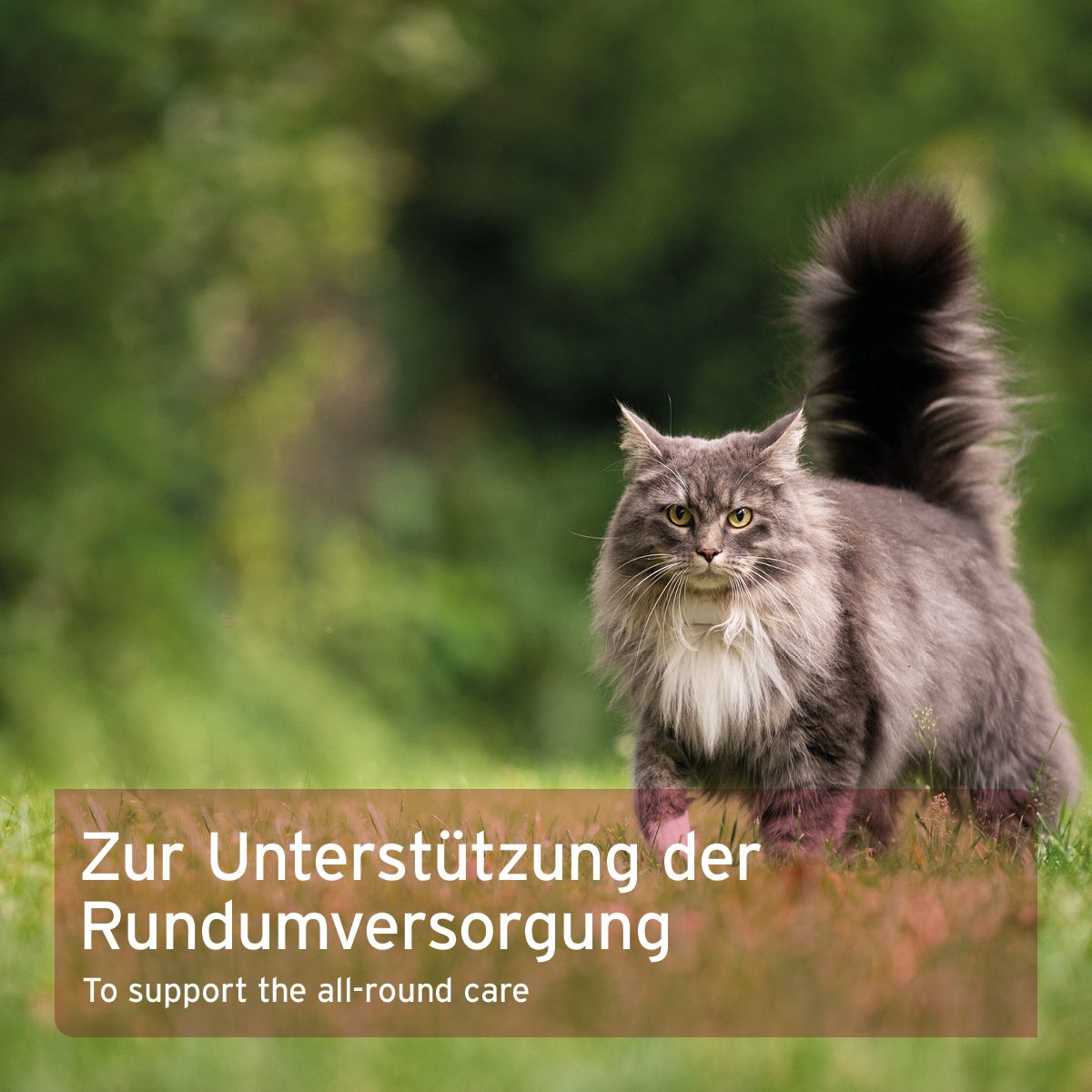 AniForte 4in1 Complete Cat