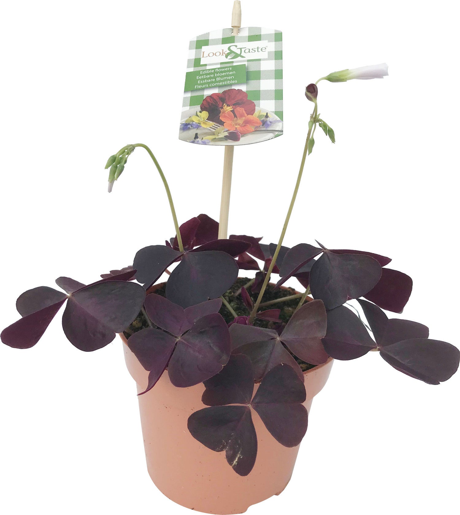 Klaver (Oxalis triangularis) D 12 H 22 cm