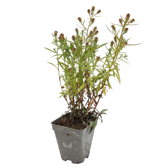 Aster x dumosus 'Lady in Blue':godet vert