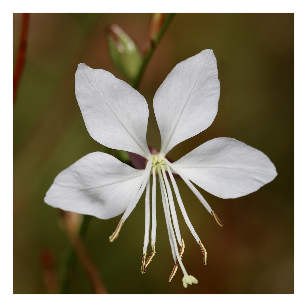 Gaura lindheimeri cool breeze/gaura lindheimeri cool breeze[-]godet - 5/20 cm