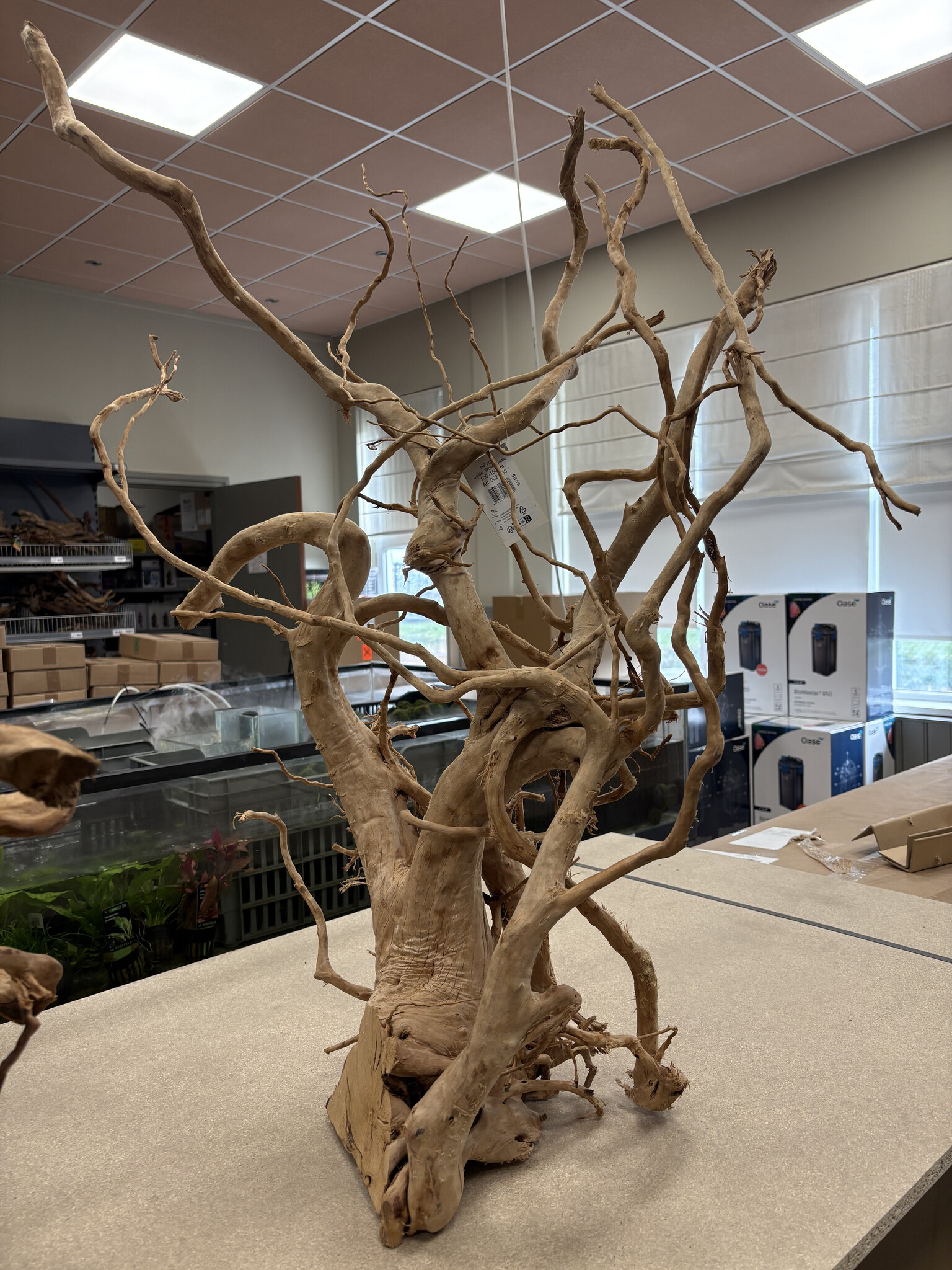 AQXL Selected Spider Wood Jumbo F