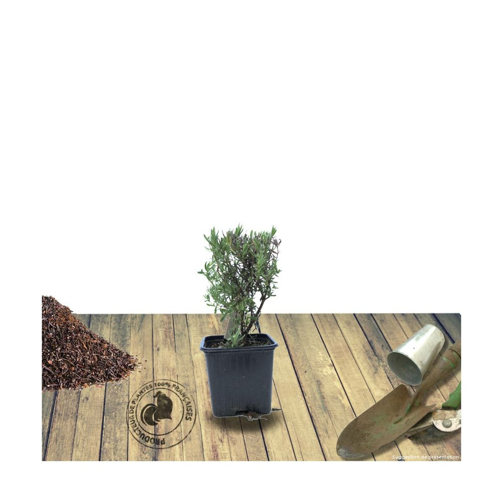Lavande papillon stoechas the princess® lavender 'ib910-2'/lavandula stoechas the princess® lavender 'ib910-2'[-]godet - 5/20 cm