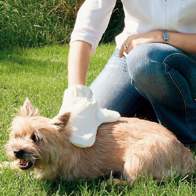 Gant pour soin du pelage du chien Trixie