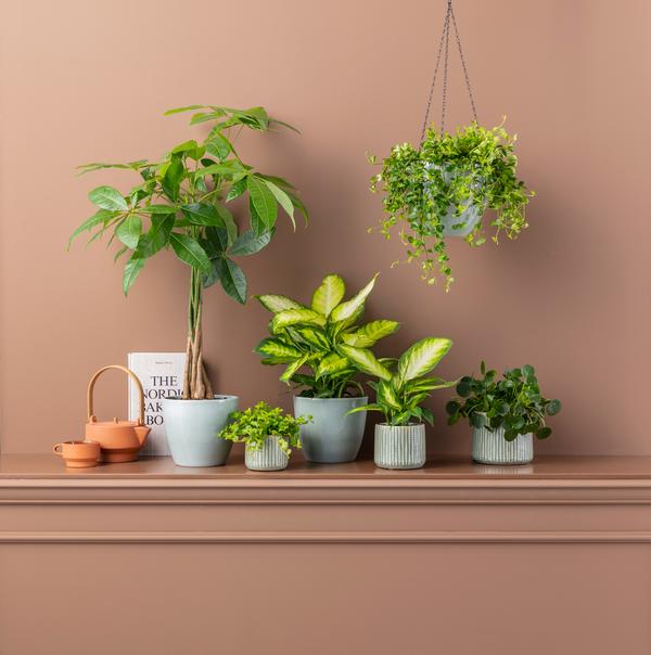 Dieffenbachie - Dieffenbachia maculata