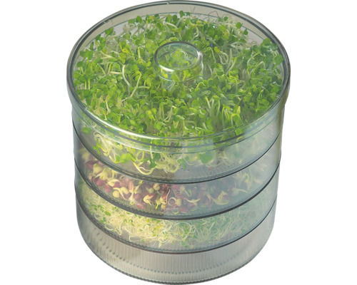 Tuinkers Kiepenkerl Kiepenkerl Open-pollinated seeds Herb seeds
